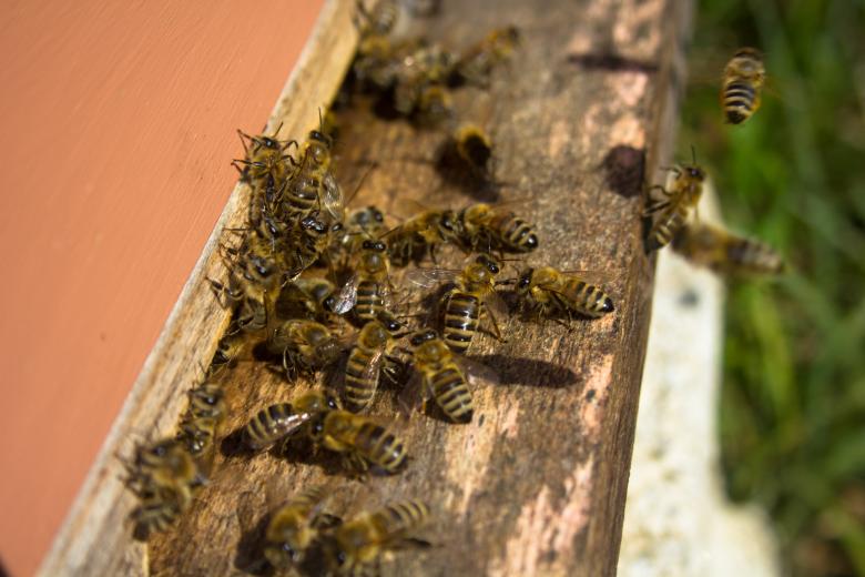 Free stock image of Bees entering bee hive created by Alen