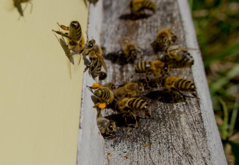 Free stock image of Bees entering bee hive created by Alen