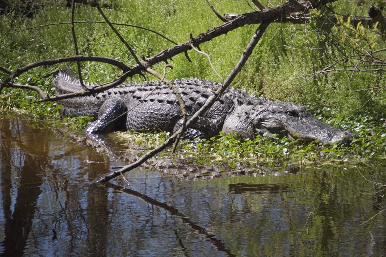 Free stock image of Saltwater Crocodile  created by Pixabay