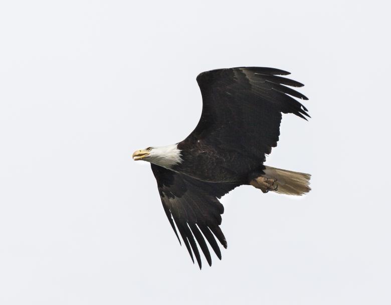 Free stock image of Bald Eagle created by Pixabay