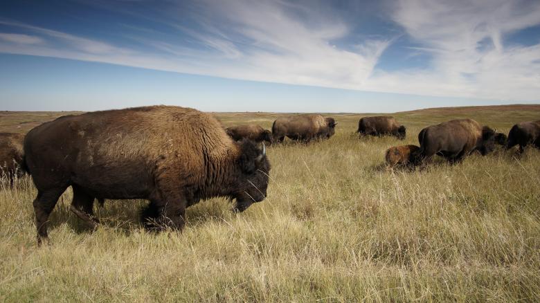 Free stock image of Bison Herd created by Pixabay