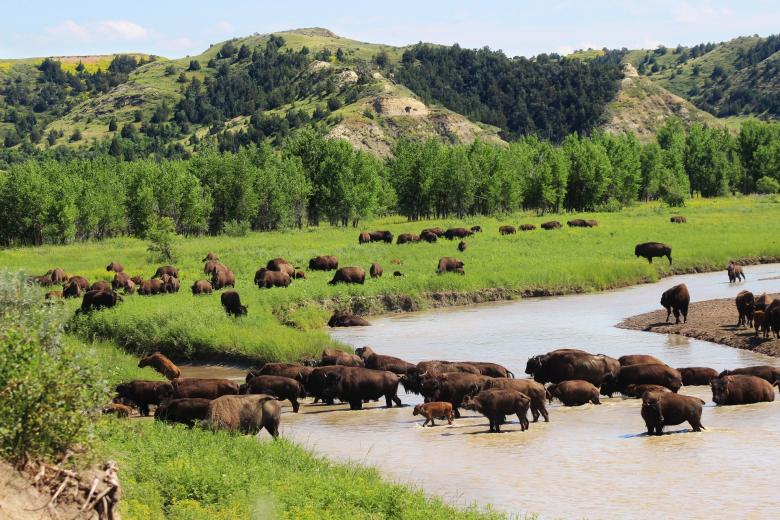 Free stock image of Bison Herd created by Pixabay