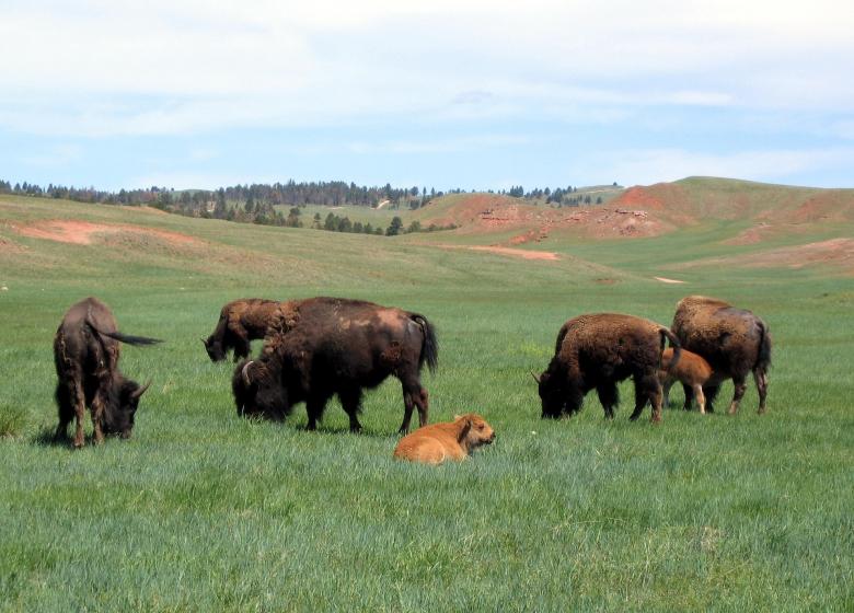 Free stock image of Bison Herd created by Pixabay