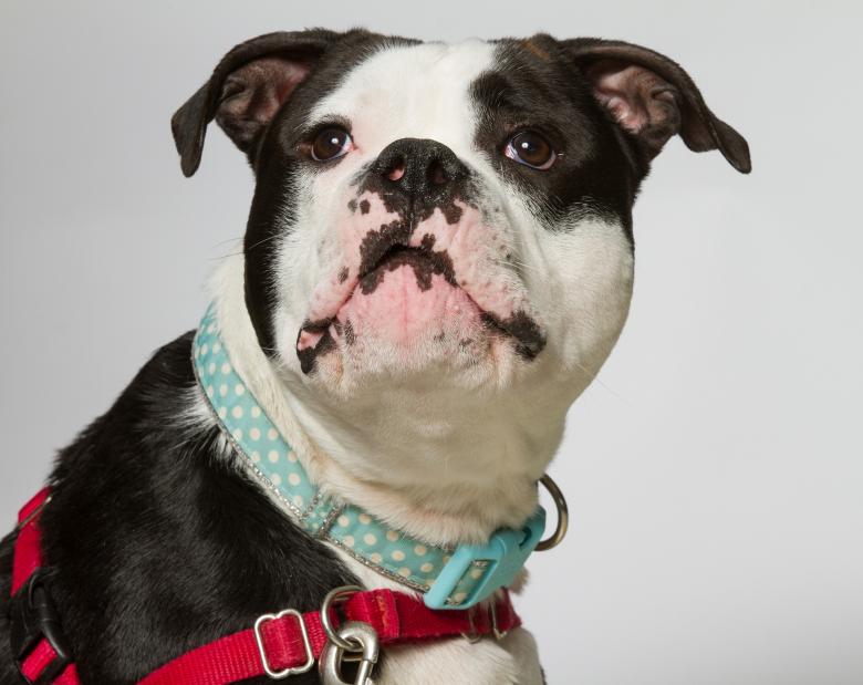 Free stock image of Bulldog created by Pixabay