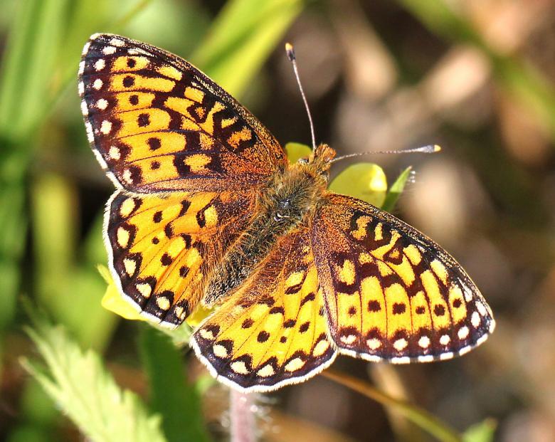 Free stock image of Yellow Butterfly created by Pixabay