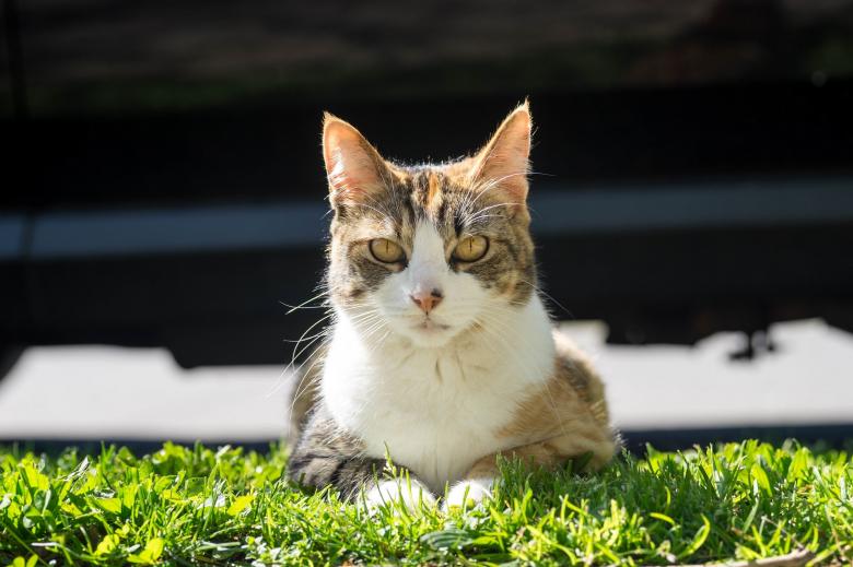 Free stock image of Wild Cat created by Pixabay