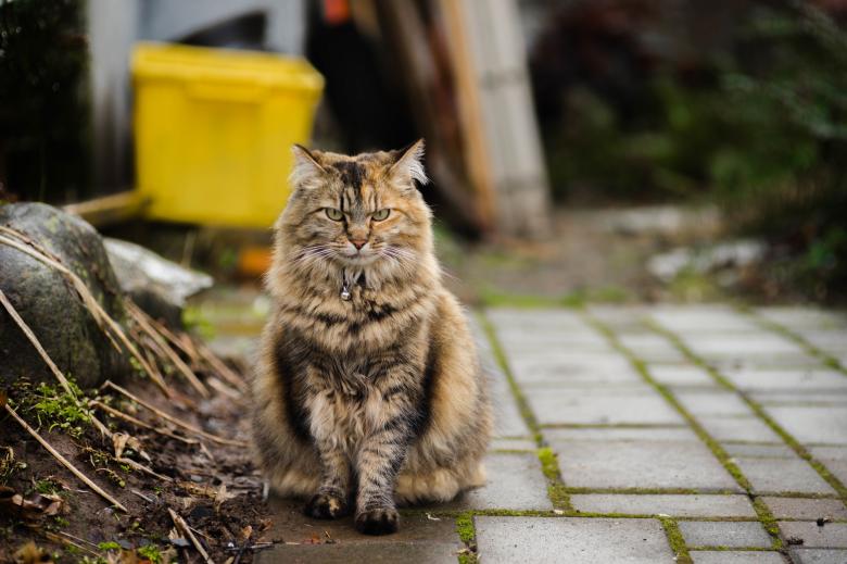 Free stock image of Wild Cat created by Pixabay