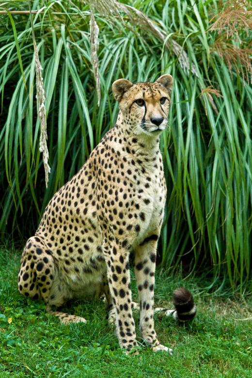 Free stock image of Wild Cheetah created by Pixabay