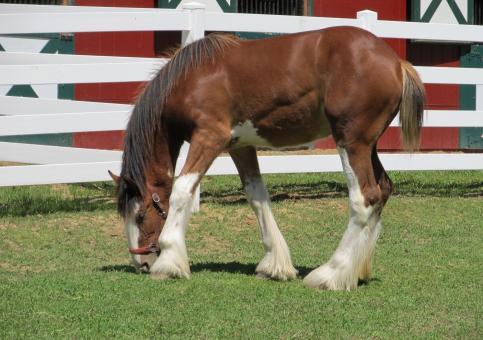 Clydesdales Farm - Free Stock Photo