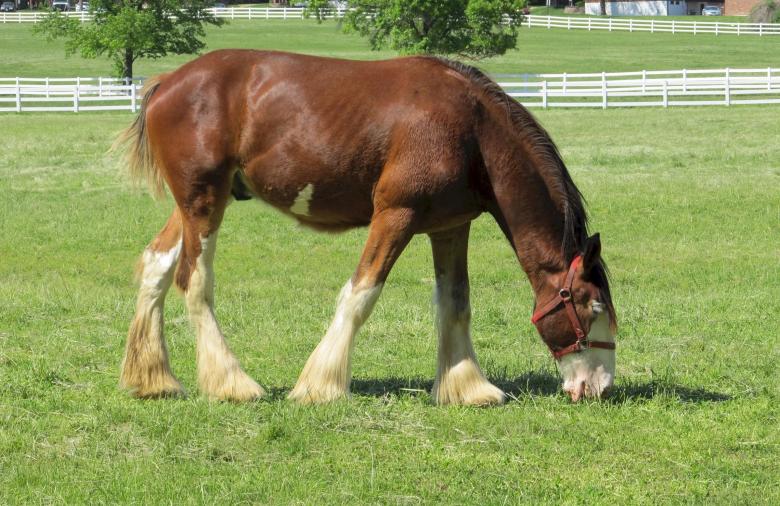 Free stock image of Clydesdales Farm created by Pixabay