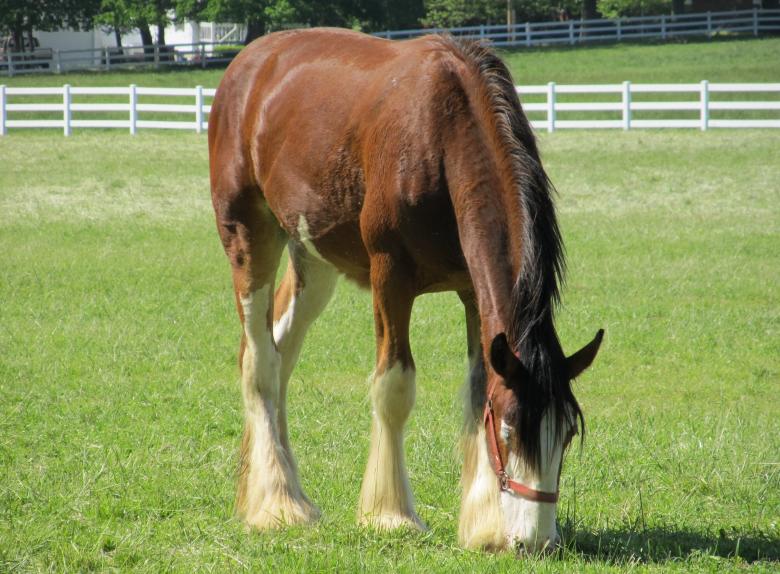 Free stock image of Clydesdales Farm created by Pixabay