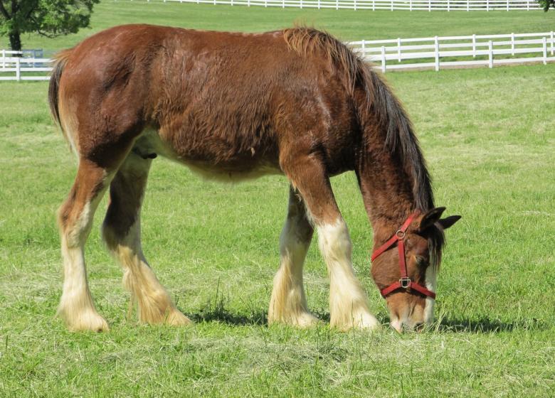 Free stock image of Clydesdales Farm created by Pixabay
