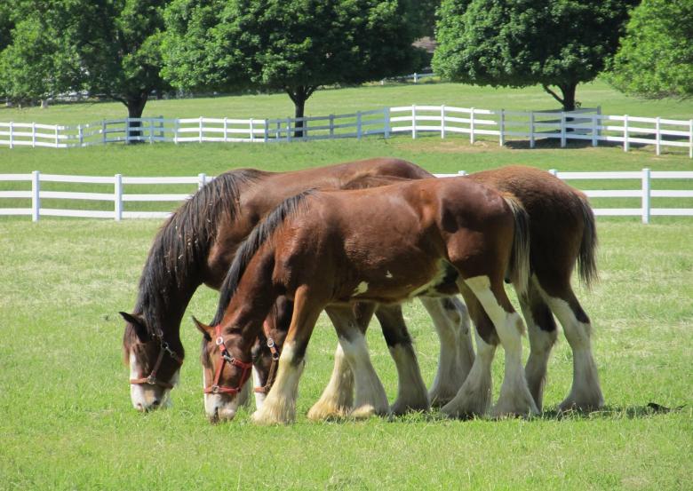 Free stock image of Clydesdales Farm created by Pixabay