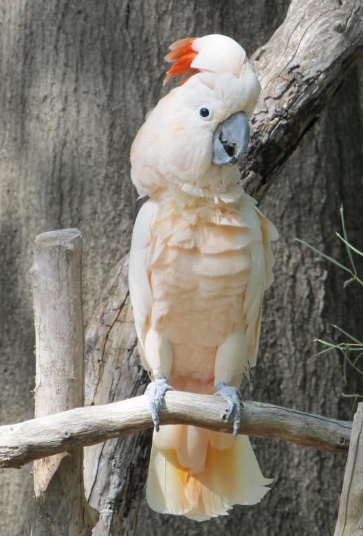 Free stock image of Cockatoo on the Branch created by Pixabay
