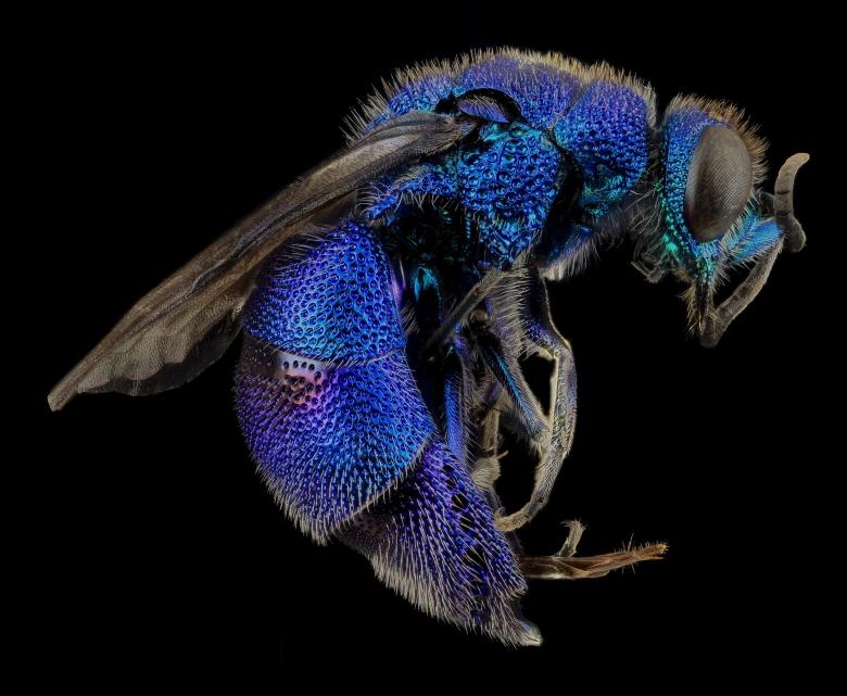 Free stock image of Cuckoo Wasp created by Pixabay