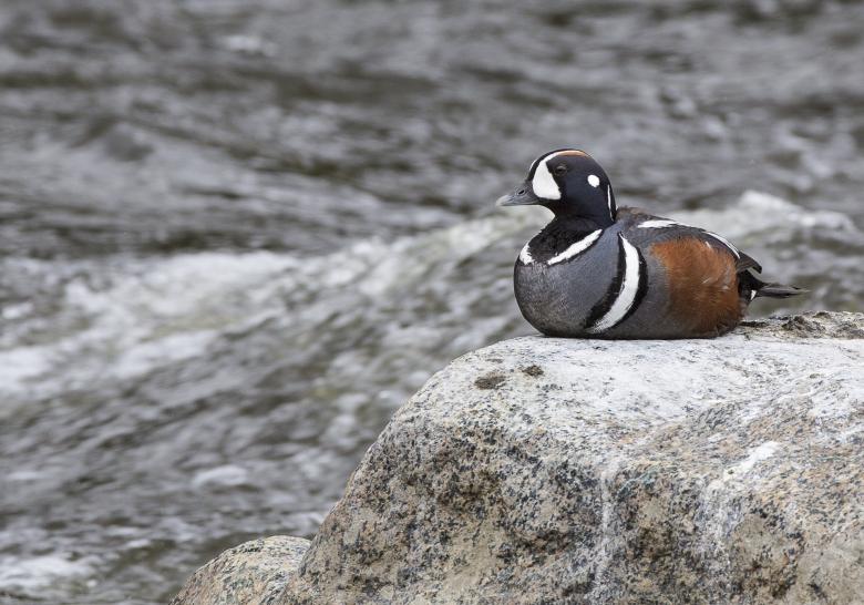 Free stock image of Lonely Duck created by Pixabay