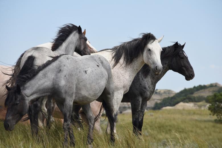 Free stock image of Feral Horses created by Pixabay
