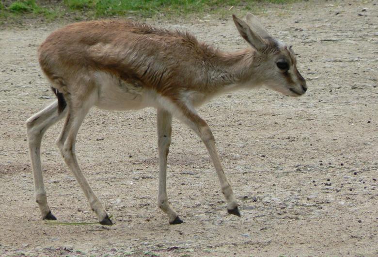 Free stock image of Little Gazelle created by Pixabay