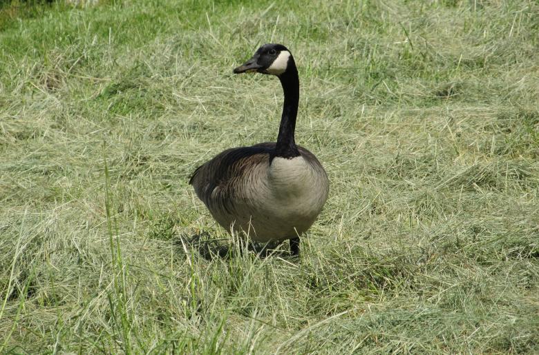 Free stock image of Wild Goose created by Pixabay
