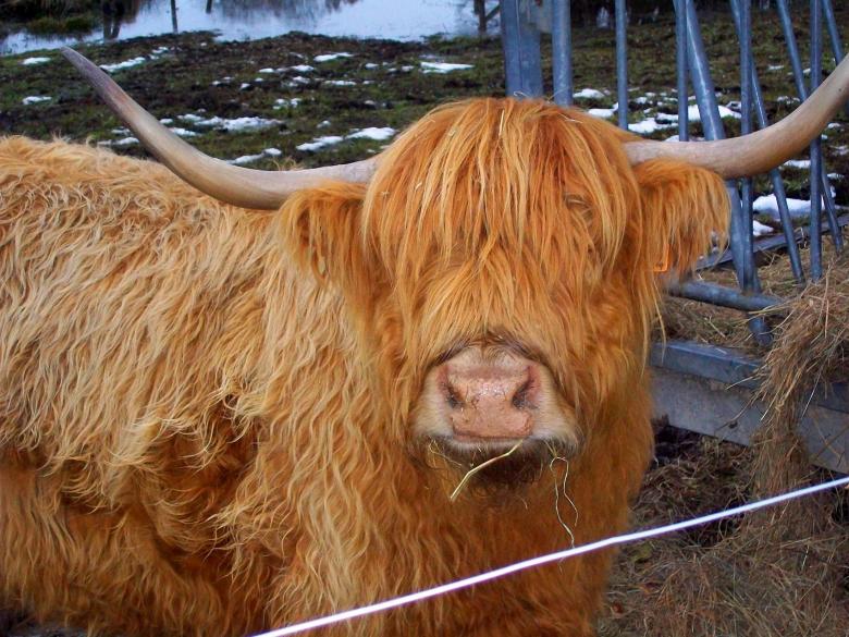 Free stock image of Highland Cow created by Pixabay