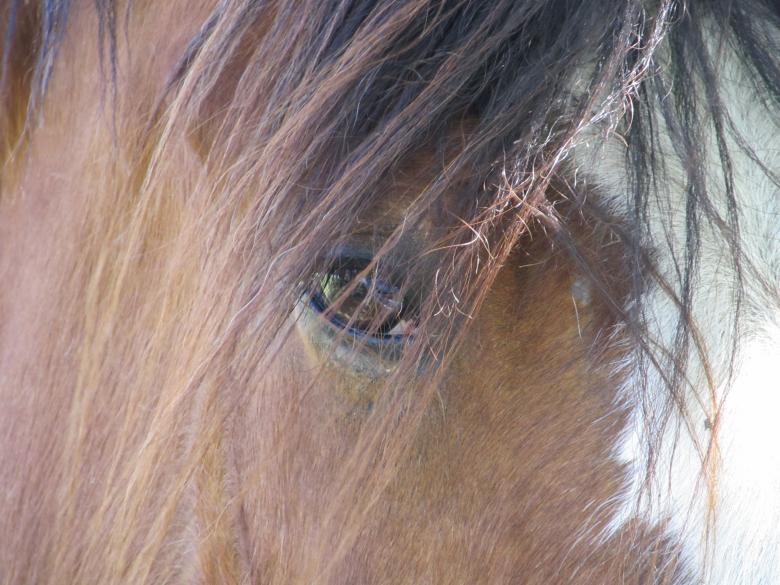 Free stock image of Brown Horse created by Pixabay