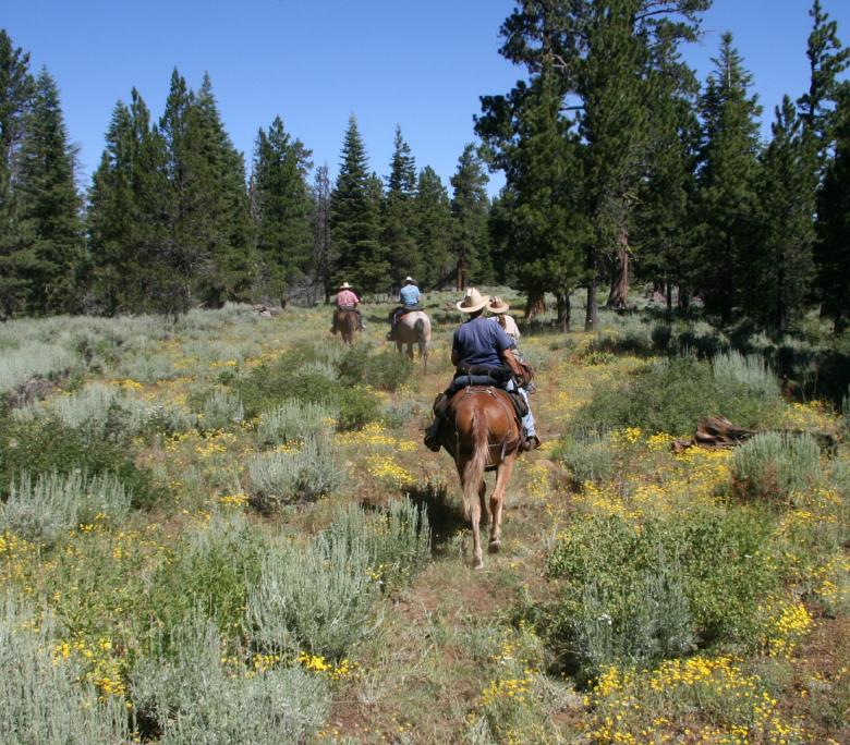 Free stock image of Horseback Riding created by Pixabay