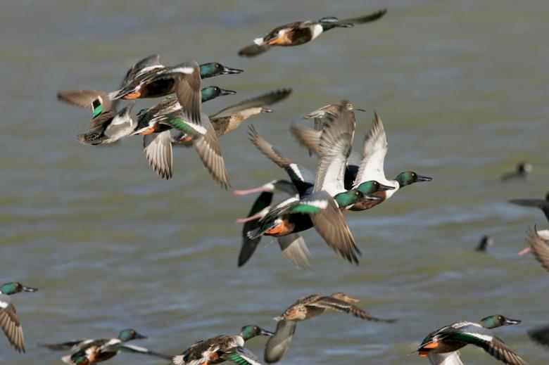 Free stock image of Nothern Shoveler Ducks created by Pixabay