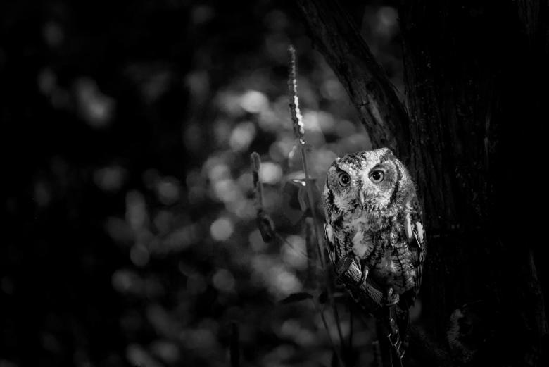 Free stock image of Owl on the Branch created by Pixabay