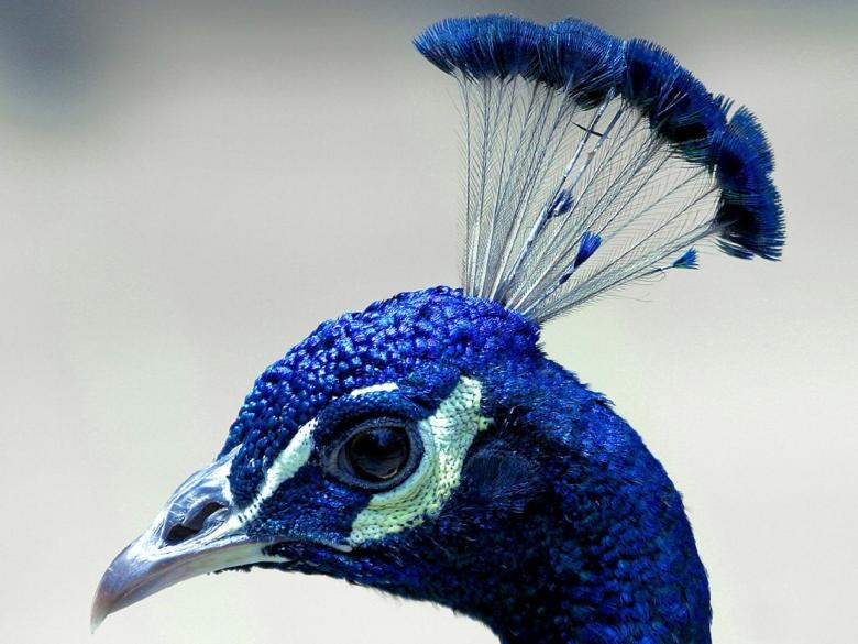 Free stock image of Blue Peacock created by Pixabay