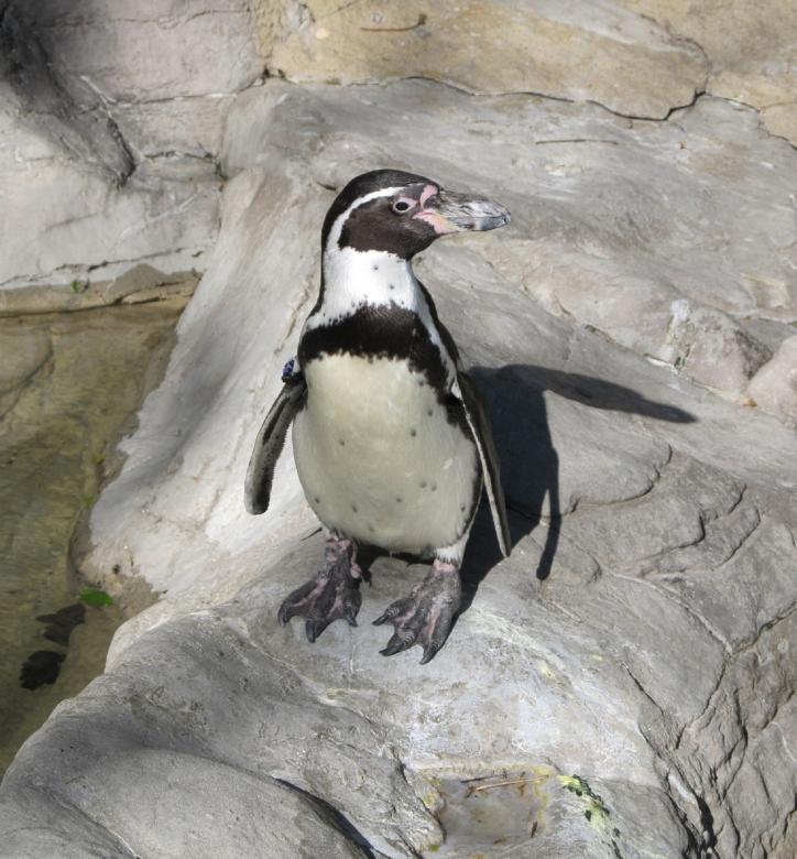 Free stock image of Wild Penguin created by Pixabay