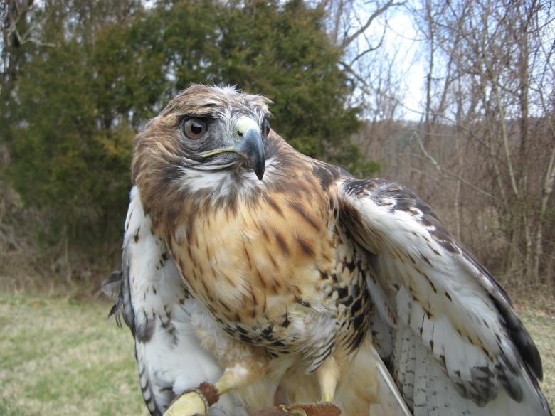 Free stock image of Red Tailed Hawk created by Pixabay