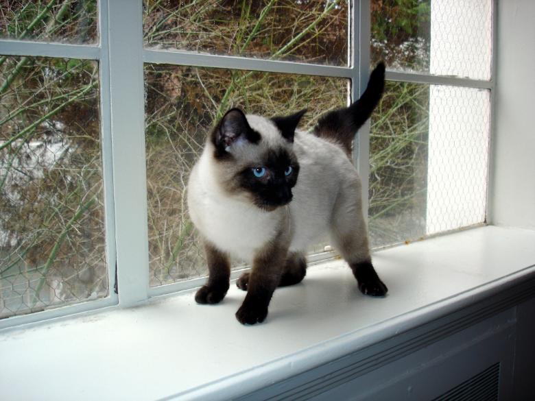 Free stock image of Siamese Kitten created by Pixabay
