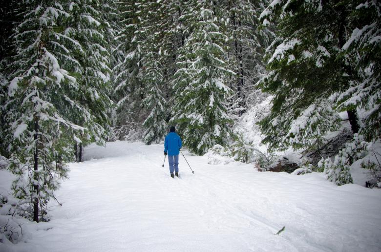 Free stock image of Skiing through the Wild created by Pixabay