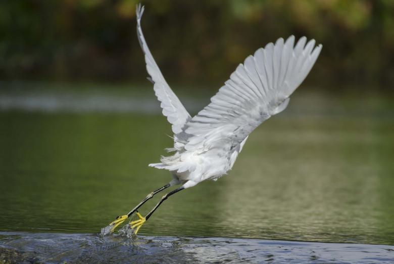Free stock image of Snowy Egret created by Pixabay