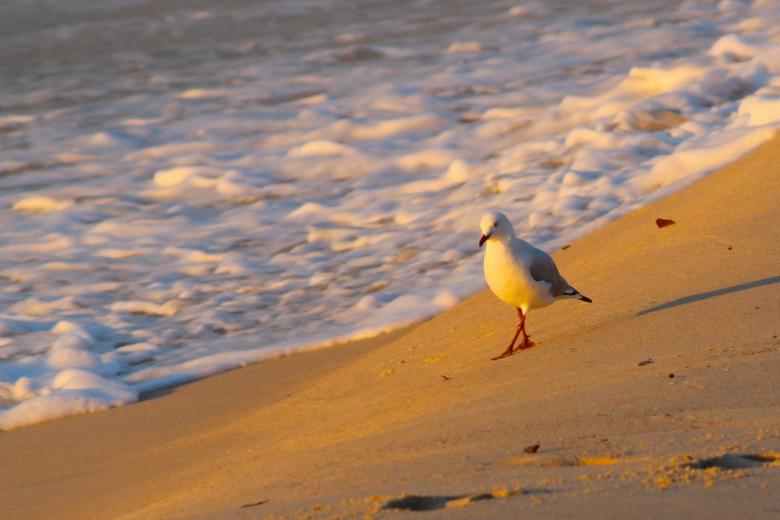 Free stock image of Lonely Bird  created by Pixabay