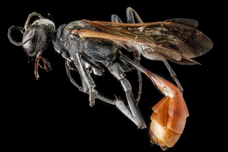 Free stock image of Thread Waisted Wasp created by Pixabay