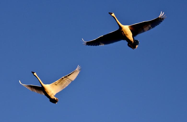 Free stock image of Trumpeter Swans created by Pixabay