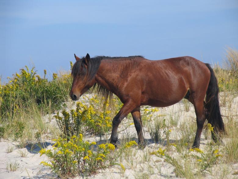 Free stock image of Wild Horse created by Pixabay