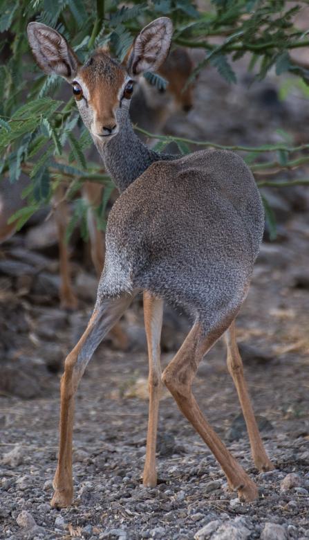 Free stock image of Wild Antelope created by Pixabay