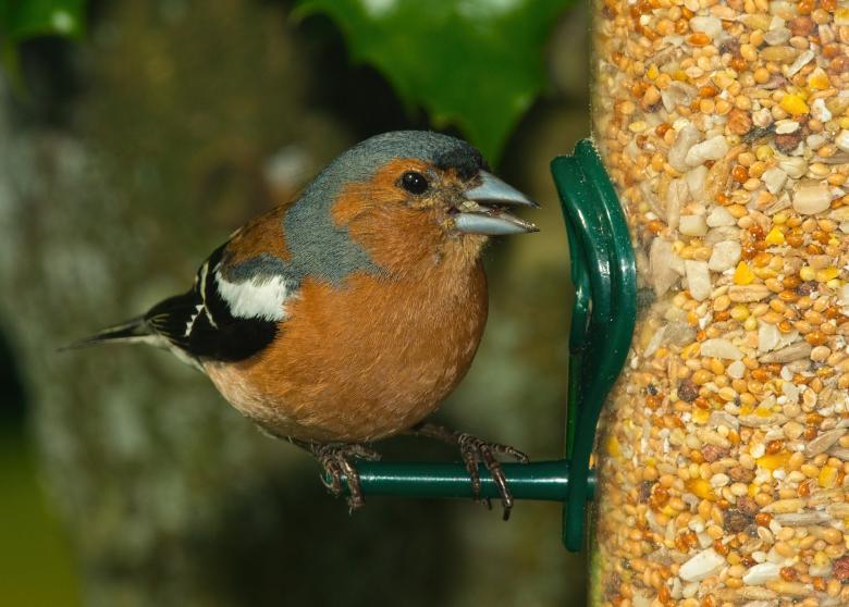 Free stock image of Bird Feed created by Pixabay