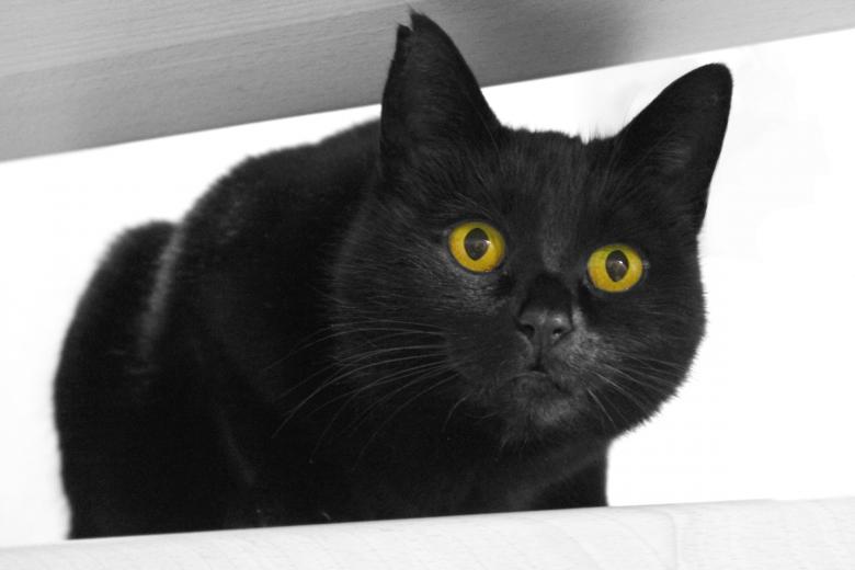 Free stock image of Black Cat created by Pixabay
