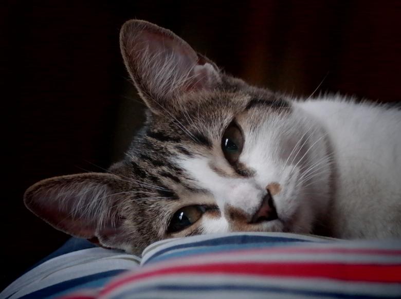 Free stock image of Pet Cat created by Pixabay