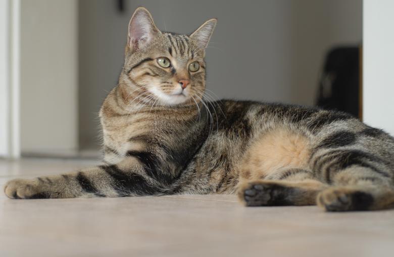 Free stock image of Pet Cat created by Pixabay
