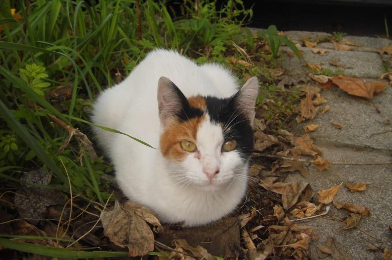 Free stock image of Pet Cat created by Pixabay