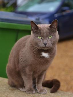 Free Stock Photo of Pet Cat