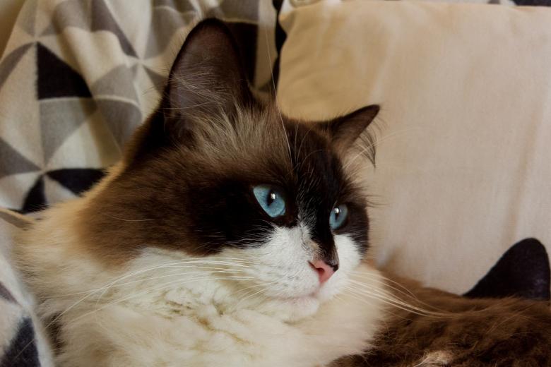 Free stock image of Pet Cat created by Pixabay