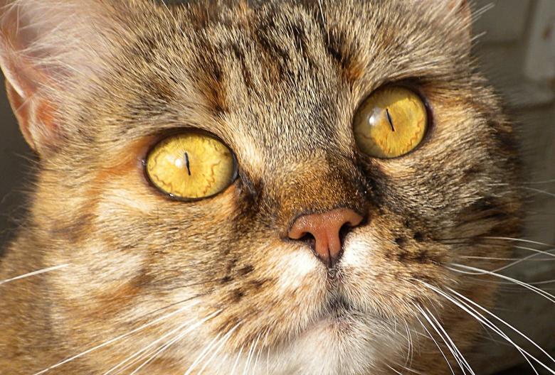 Free stock image of Wild Cat created by Pixabay