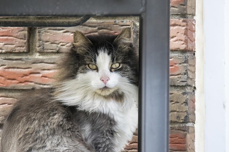 Free stock image of Wild Cat created by Pixabay