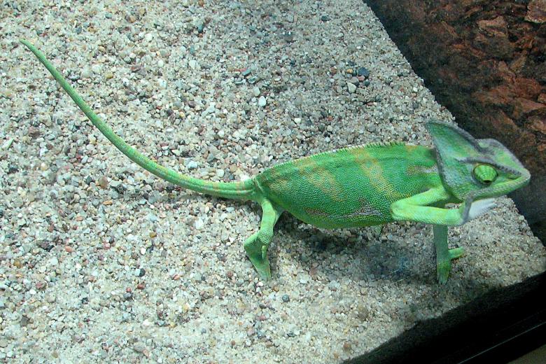 Free stock image of Green Chameleon created by Pixabay