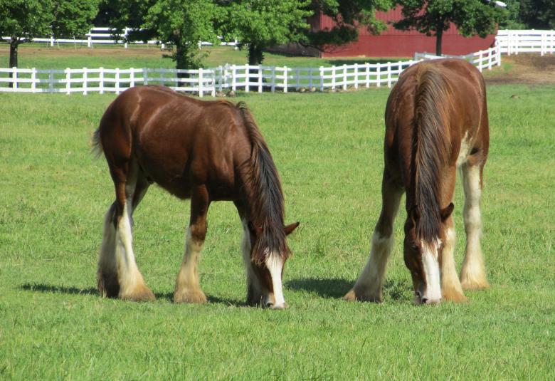 Free stock image of Clydesdales Farm created by Pixabay
